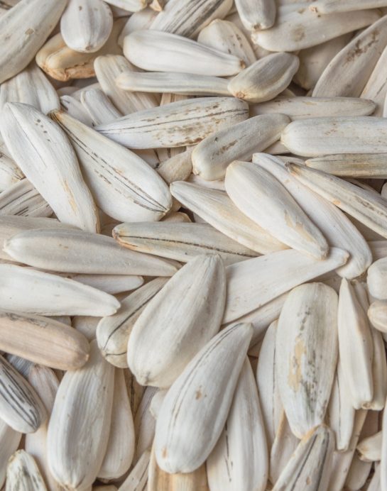 Sunflower Seeds